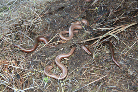 grass snakes photo