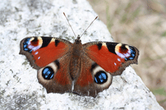 st james butterfly photo